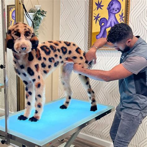 Gabriel feitosa - Gabriel Feitosa Grooming Salon, San Diego, California. 10,534 likes · 8 talking about this · 240 were here. Premium pet and show grooming services, including Handstripping, Asian Fusion and much more... 